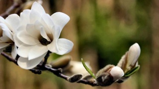 林书豪19+7湖人117-127不敌雷霆 威少27分坎特25+16‘bsport