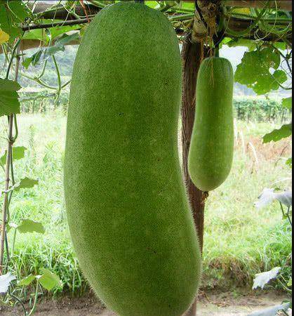 必一·体育-
女人不想肚子鼓 常吃这菜 给肠胃“洗澡” 越吃越瘦 小腹平坦(图10)